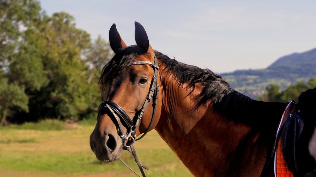 Pension pour chevaux